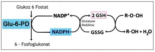 Glukoz 6 Fosfat Dehidrogenaz