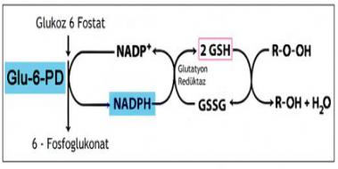 Glukoz 6 Fosfat Dehidrogenaz